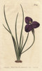 Silky Patersonia With Dark Purple Flower  Aà Poster Print By ® Florilegius / Mary Evans - Item # VARMEL10934815