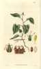Houttuynia Cordata  Cordate Houttuynia Withà Poster Print By ® Florilegius / Mary Evans - Item # VARMEL10934893