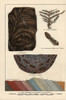 Fern Fossils From The Permian Poster Print By ® Florilegius / Mary Evans - Item # VARMEL10941171