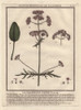 Valerian  Valeriana Officinalis Poster Print By ® Florilegius / Mary Evans - Item # VARMEL10935837