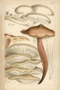 Porcelain  Spindleshank  Oyster Mushroom And Fairy Fingers Poster Print By ® Florilegius / Mary Evans - Item # VARMEL10936596