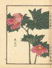 Aoi Or Hollyhock  Alcea Rosea Poster Print By ® Florilegius / Mary Evans - Item # VARMEL10938753