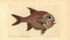 Southern Roughly  Trachichthys Australis Poster Print By ® Florilegius / Mary Evans - Item # VARMEL10940503