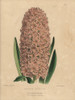 Salmon-Pink Hyacinth Hybrid  Hyacinthus Excelsior Poster Print By ® Florilegius / Mary Evans - Item # VARMEL10936811