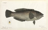 Fish Poster Print By Mary Evans / Natural History Museum - Item # VARMEL10716163