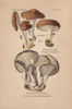 Eringi Mushroom  Pleurotus Eryngii  And Treeà Poster Print By ® Florilegius / Mary Evans - Item # VARMEL10936413