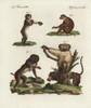 Mandrill  Baboon  Barbary Macaque And Southernà Poster Print By ® Florilegius / Mary Evans - Item # VARMEL10934736