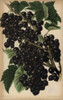 Champion Blackcurrant  Ribes Nigrum Poster Print By ® Florilegius / Mary Evans - Item # VARMEL10936704