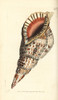 Triton'S Trumpet  Charonia Tritonis Poster Print By ® Florilegius / Mary Evans - Item # VARMEL10940695