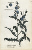 Wild Succory Or Chicory  Cichorium Intybus Poster Print By ® Florilegius / Mary Evans - Item # VARMEL10935911