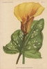 Yellow Canna  Richardia Elliottiana  Canna Indica Poster Print By ® Florilegius / Mary Evans - Item # VARMEL10938681