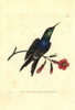 Fork-Tailed Woodnymph Hummingbird  Thalurania Furcata Poster Print By ® Florilegius / Mary Evans - Item # VARMEL10940613