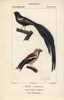 Fan-Tailed Widowbird  Euplectes Axillarisà Poster Print By ® Florilegius / Mary Evans - Item # VARMEL10938917