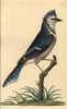 Blue Jay  Cyanocitta Cristata Poster Print By ® Florilegius / Mary Evans - Item # VARMEL10940439