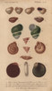 Variety Of Colorful Tropical Helix Shells Poster Print By ® Florilegius / Mary Evans - Item # VARMEL10940952