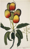 Mangifera Indica  Mango Poster Print By Mary Evans / Natural History Museum - Item # VARMEL10712861