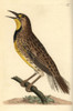 Eastern Meadowlark  Sturnella Magna Poster Print By ® Florilegius / Mary Evans - Item # VARMEL10940475