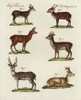 Eastern Roe Deer  Spotted Deer  Hog Deer  Muntjacà Poster Print By ® Florilegius / Mary Evans - Item # VARMEL10934745