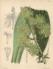 Dracaena Marmorata Native To Singapore Poster Print By ® Florilegius / Mary Evans - Item # VARMEL10935153