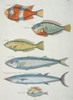 Colourful Illustration Of Six Fish Poster Print By Mary Evans / Natural History Museum - Item # VARMEL10708219