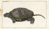 European Pond Turtle  Emys Orbicularis Poster Print By ® Florilegius / Mary Evans - Item # VARMEL10941732