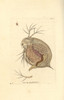 Water Flea  Daphnia Pulex Poster Print By ® Florilegius / Mary Evans - Item # VARMEL10940489