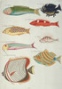Colourful Illustration Of Eight Fish Poster Print By Mary Evans / Natural History Museum - Item # VARMEL10708255