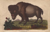 American Bison  Bison Americanus Poster Print By ® Florilegius / Mary Evans - Item # VARMEL10941191