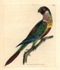 Scaly-Breasted Lorikeet  Trichoglossus Chlorolepidotus Poster Print By ® Florilegius / Mary Evans - Item # VARMEL10940609