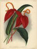 Crimson Flamingo Flower Or Anthurium Lilyà Poster Print By ® Florilegius / Mary Evans - Item # VARMEL10938659