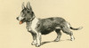 Illustration By Cecil Aldin  A Corgi Dog Poster Print By Mary Evans Picture Library - Item # VARMEL10980848