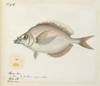 Fish Illustration Poster Print By Mary Evans / Natural History Museum - Item # VARMEL10716293