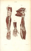 Circulatory System To The Arm And Hand Poster Print By ® Florilegius / Mary Evans - Item # VARMEL10939624
