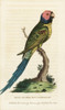 Blossom-Headed Parakeet  Psittacula Roseata Poster Print By ® Florilegius / Mary Evans - Item # VARMEL10937916