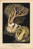 Golden Coral Fungus  Ramaria Aurea  Edible Poster Print By ® Florilegius / Mary Evans - Item # VARMEL10939324