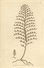 Little Seabristle  Plumularia Setacea Smallà Poster Print By ® Florilegius / Mary Evans - Item # VARMEL10940895
