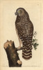 Clouded Owl  Great Grey Owl  Ghost Owl Or Laplandà Poster Print By ® Florilegius / Mary Evans - Item # VARMEL10940374