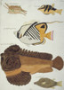 Colourful Illustration Of Five Fish Poster Print By Mary Evans / Natural History Museum - Item # VARMEL10708251