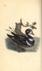 Harlequin Duck  Histrionicus Histrionicus Poster Print By ® Florilegius / Mary Evans - Item # VARMEL10936280