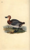 Common Pochard Or Red-Headed Wigeon  Aythra Ferina Poster Print By ® Florilegius / Mary Evans - Item # VARMEL10936295