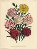 New Varieties Of Florist'S Carnations  Dianthus Caryophyllus Poster Print By ® Florilegius / Mary Evans - Item # VARMEL10938686