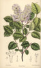Syringa Villosa  Pale Lilac Flower From Northern China Poster Print By ® Florilegius / Mary Evans - Item # VARMEL10935139