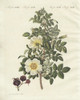 Burnet Rose  Rosa Spinosissima Flore Flavo Poster Print By ® Florilegius / Mary Evans - Item # VARMEL10934593