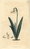 Clusius' Snowdrop  Galanthus Plicatus Poster Print By ® Florilegius / Mary Evans - Item # VARMEL10936033