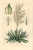 Adam'S Needle  Yucca Filamentosa  Native To North America Poster Print By ® Florilegius / Mary Evans - Item # VARMEL10934667