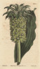 Undulated-Leaved Eucomis With Green Flowersà Poster Print By ® Florilegius / Mary Evans - Item # VARMEL10934825