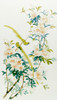 Birds Of Paradise Poster Print By Malcolm Greensmith ® Adrian Bradbury/Mary Evans - Item # VARMEL10271286