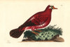 Crimson Pigeon  Columba Rosea Extinct Poster Print By ® Florilegius / Mary Evans - Item # VARMEL10940665