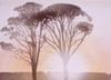 Sunset Through The Trees Poster Print By Malcolm Greensmith ® Adrian Bradbury/Mary Evans - Item # VARMEL10267083