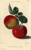 Red Ripe Fruit And Leaves Of Kirke'S Scarletà Poster Print By ® Florilegius / Mary Evans - Item # VARMEL10939429